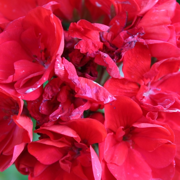 Meet your Posher, Carrie - Picture 1 of 1